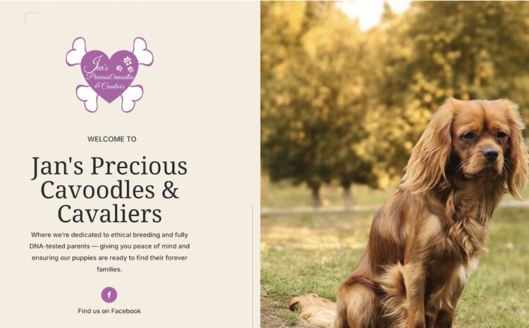 Jan's Precious Cavaliers & Cavoodles