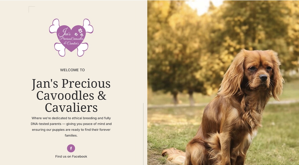 Jan’s Precious Cavaliers & Cavoodles