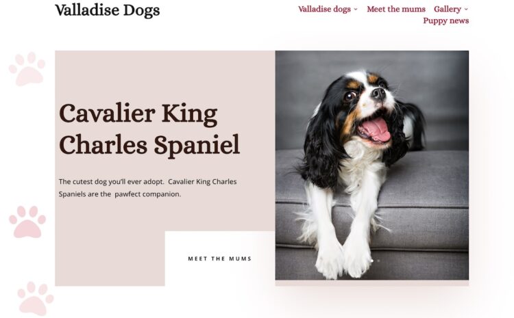 Valladise Cavalier King Charles Spaniels puppies for sale